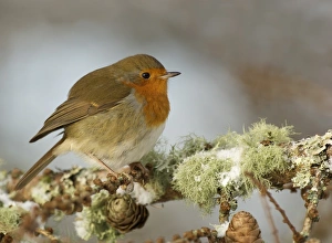 European Robin (Erithacus rubecula) adult, perched in snow covered larch tree, Dumfries and Galloway, Scotland, winter