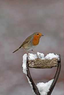 European Robin (Erithacus rubecula) adult, perched on snow covered tool handle, England, february