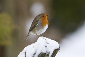 European Robin (Erithacus rubecula) adult, standing on snow covered post in garden, Chirnside, Berwickshire, Scottish Borders, Scotland, december