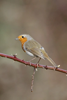 European Robin (Erithacus rubecula) adult, perched on bramble stem, Leicestershire, England, february