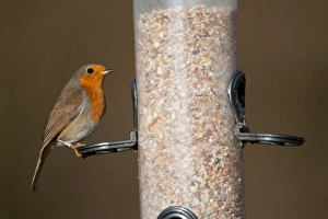 European Robin (Erithacus rubecula) adult, feeding on seeds at hanging birdfeeder, Norfolk, England, december