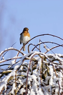 European Robin (Erithacus rubecula) adult, singing, perched on snow covered bush, Yorkshire, England, march