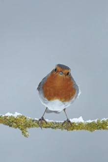 european robin erithacus rubecula adult Trending Item 1