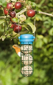 European Robin (Erithacus rubecula) adult, feeding at fat ball feeder hanging on apple tree in garden, Norfolk, England, september
