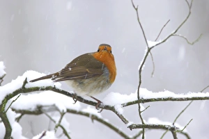 European Robin (Erithacus rubecula) adult, perched on snow covered twig during snowfall, Yorkshire, England, december
