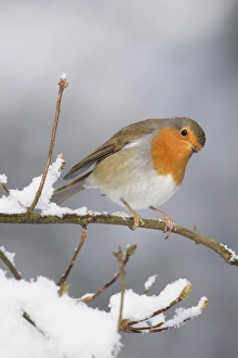 European Robin (Erithacus rubecula) adult, perched on snow covered twig, Yorkshire, England, december