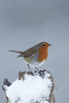 European Robin (Erithacus rubecula) adult, perched on snow covered stump, Shropshire, England, winter