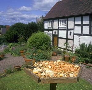 European Robin (Erithacus rubecula) adult, feeding on birdtable in cottage garden, England, summer