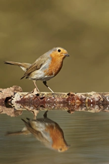 European Robin (Erithacus rubecula) adult, looking at reflection in woodland pool, South Yorkshire, England, march
