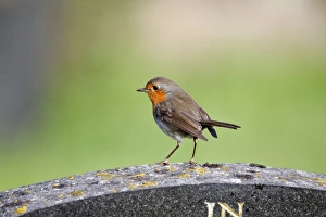 European Robin (Erithacus rubecula) adult, perched on gravestone in churchayrd, Warwickshire, England, July