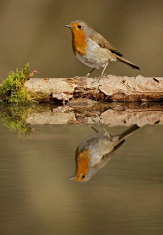 European Robin (Erithacus rubecula) adult, standing at edge of pond with reflection, South Yorkshire, England, March
