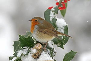 Special Prints: European Robin (Erithacus rubecula) adult