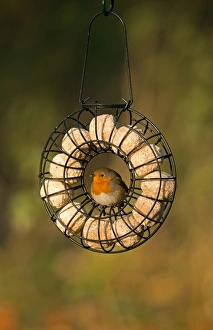 European Robin (Erithacus rubecula) adult, feeding, perched on hanging fat ball birdfeeder, Merseyside, England