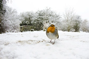 European Robin (Erithacus rubecula) adult, standing on snow in habitat, Attenborough Nature Reserve, Attenborough