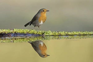 European Robin (Erithacus rubecula) adult, standing at edge of pool, with reflection, West Yorkshire, England, April