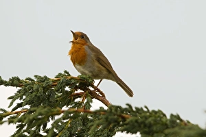 Singing Prints: European Robin (Erithacus rubecula) adult male