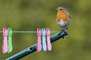 European Robin (Erithacus rubecula) adult male, perched on rotary clothes line with pegs in garden, Leicestershire