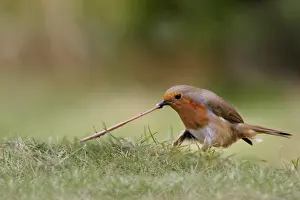 European Robin (Erithacus rubecula) adult tugging earthworm, on garden lawn