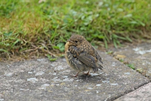 Chicks Prints: European Robin (Erithacus rubecula) chick
