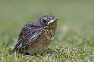Lawns Prints: European Robin (Erithacus rubecula) fledgling