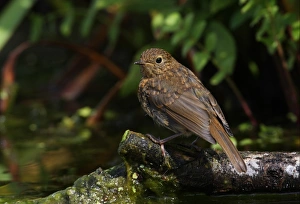 European Robin (Erithacus rubecula) juvenile, perched on branch in pond, Norfolk, England, july