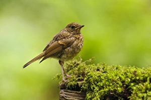 European Robin (Erithacus rubecula) juvenile, perched on mossy log, New Forest, Hampshire, England, July