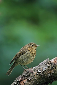 European Robin (Erithacus rubecula) juvenile, perched on branch, Norwich, Norfolk, England, July