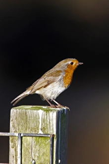 Fence Prints: European Robin on fence post