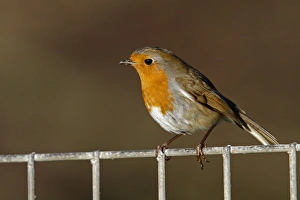Fence Prints: European Robin on metal fence