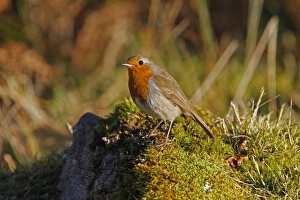 Rusty Prints: European Robin on moss