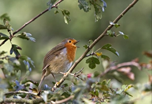 Singing Prints: European Robin singing - Erithacus rubecula