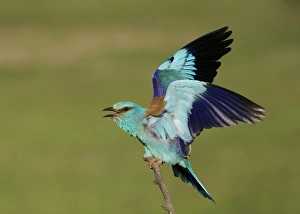 European Roller (Coracias garrulus) adult, displaying, perched on branch, Hortobagy N. P. Hungary, May
