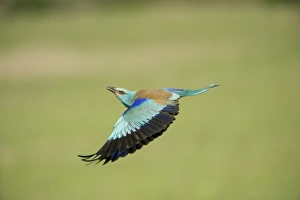 European Roller (Coracias garrulus) adult, in flight, Hortobagy N. P. Hungary, May