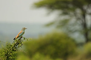 Roller Prints: European Roller (Coracias garrulus) adult