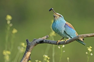 European Roller (Coracias garrulus) adult, feeding on beetle, perched on branch, Bulgaria, may