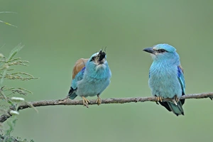 Courting Prints: European Roller (Coracias garrulus) adult pair