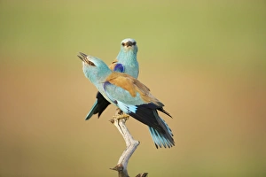 European Roller (Coracias garrulus) adult pair, calling, perched on branch, Hungary