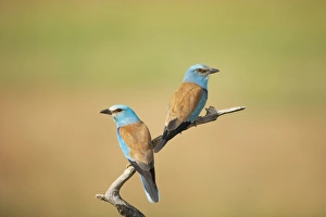 European Roller (Coracias garrulus) adult pair, perched on branch, Hungary