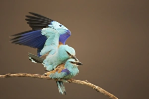 European Roller (Coracias garrulus) adult pair, mating on branch, Hortobagy N. P. Hungary, May