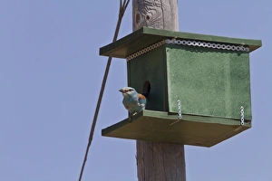 European Roller using nesting box. - Extremadura, Spain