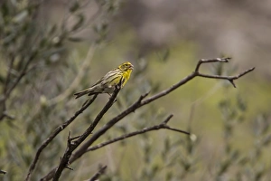 Finches Prints: European Serin Male - Extremadura Spain