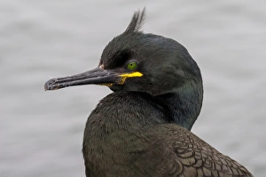European Shag (Phalacrocorax aristotelis) adult, breeding plumage, close-up of head, Inner Farne, Farne Islands