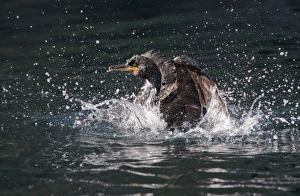 Shag Prints: European Shag (Phalacrocorax aristotelis) adult