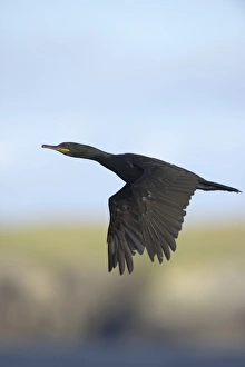 European Shag (Phalacrocorax aristotelis) adult, in flight, Shetland Islands, Scotland, september