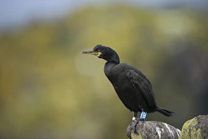European Shag (Phalacrocorax aristotelis) adult, non-breeding plumage, with leg rings, standing on rock, Isle of May