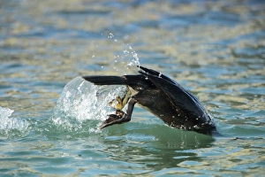 European Shag (Phalacrocorax aristotelis) adult, non-breeding plumage, diving from surface of sea, Poole Harbour