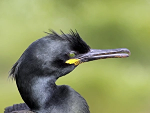 European Shag (Phalacrocorax aristotelis) adult, breeding plumage, close-up of head, Farne Islands, Northumberland