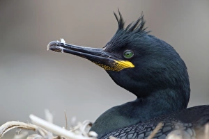 European Shag (Phalacrocorax aristotelis) adult, breeding plumage, close-up of head, sitting on nest, Farne Islands