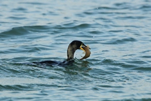 European Shag (Phalacrocorax aristotelis) adult, non-breeding plumage, swimming at surface of sea