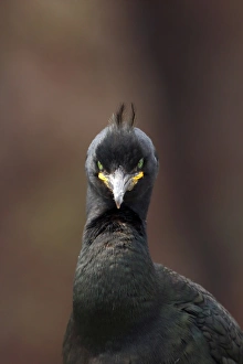 European Shag (Phalacrocorax aristotelis) adult, breeding plumage, close-up of head and neck, Farne Islands